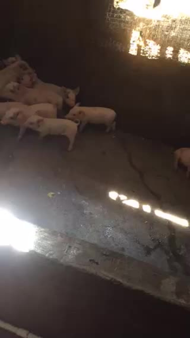 现宰现发货（奶，中，大猪）