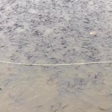 斑点叉尾鮰鱼成鱼水花公分苗一条龙