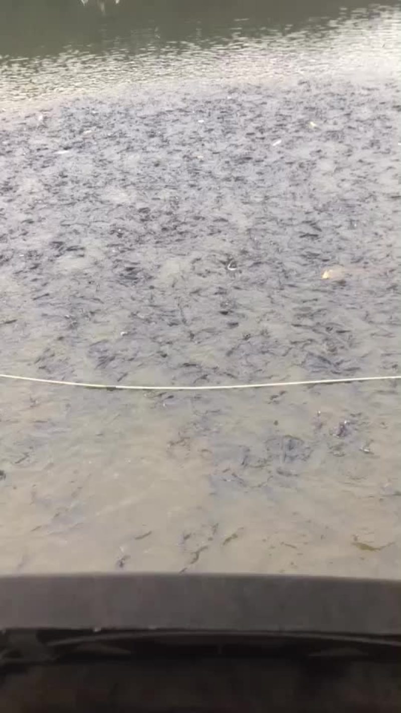 斑点叉尾鮰鱼成鱼水花公分苗一条龙