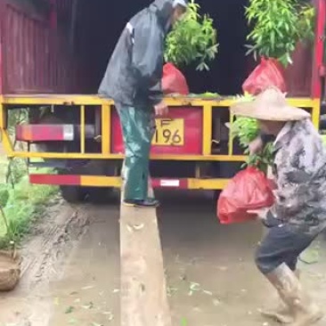 闽楠