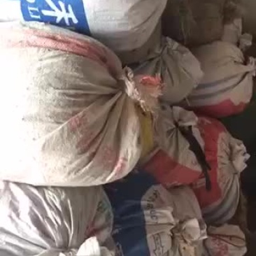 博落回