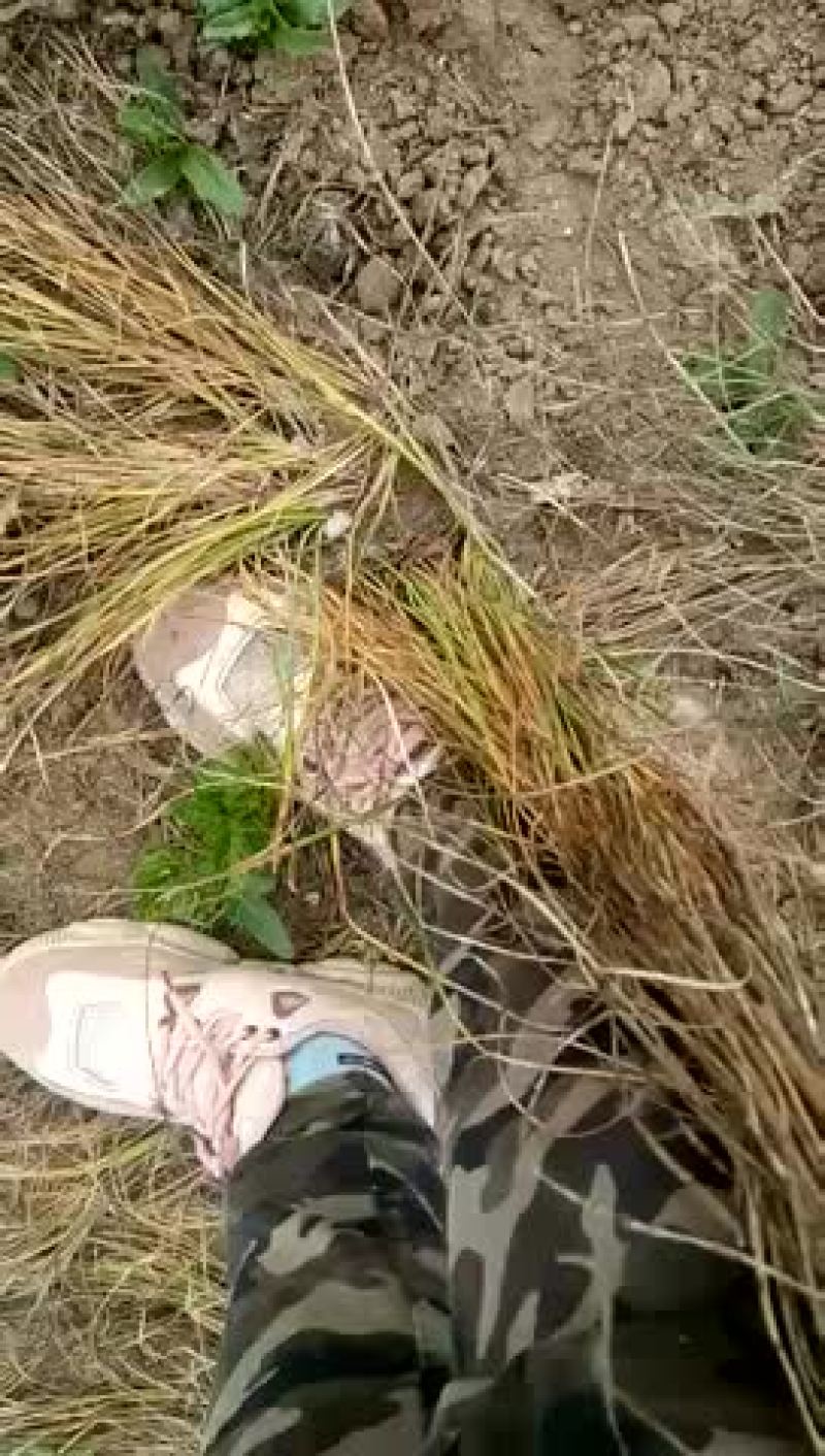 现在开始挖藏红花种球、有需要的可以联系我