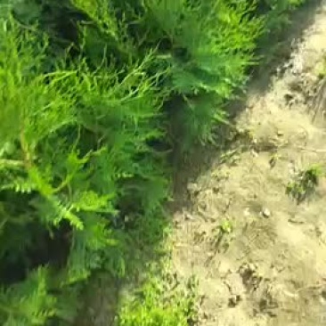 侧柏