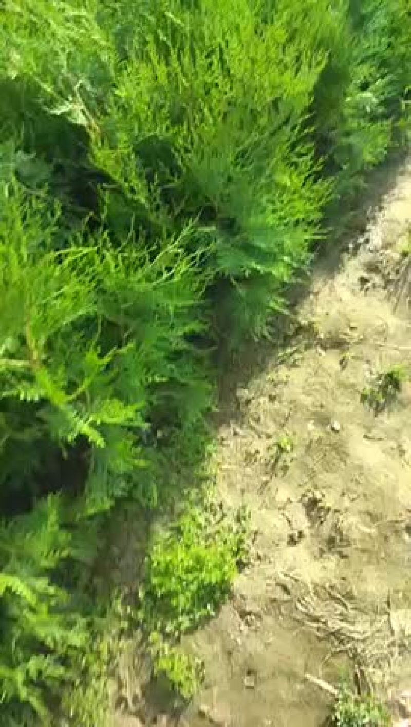 侧柏