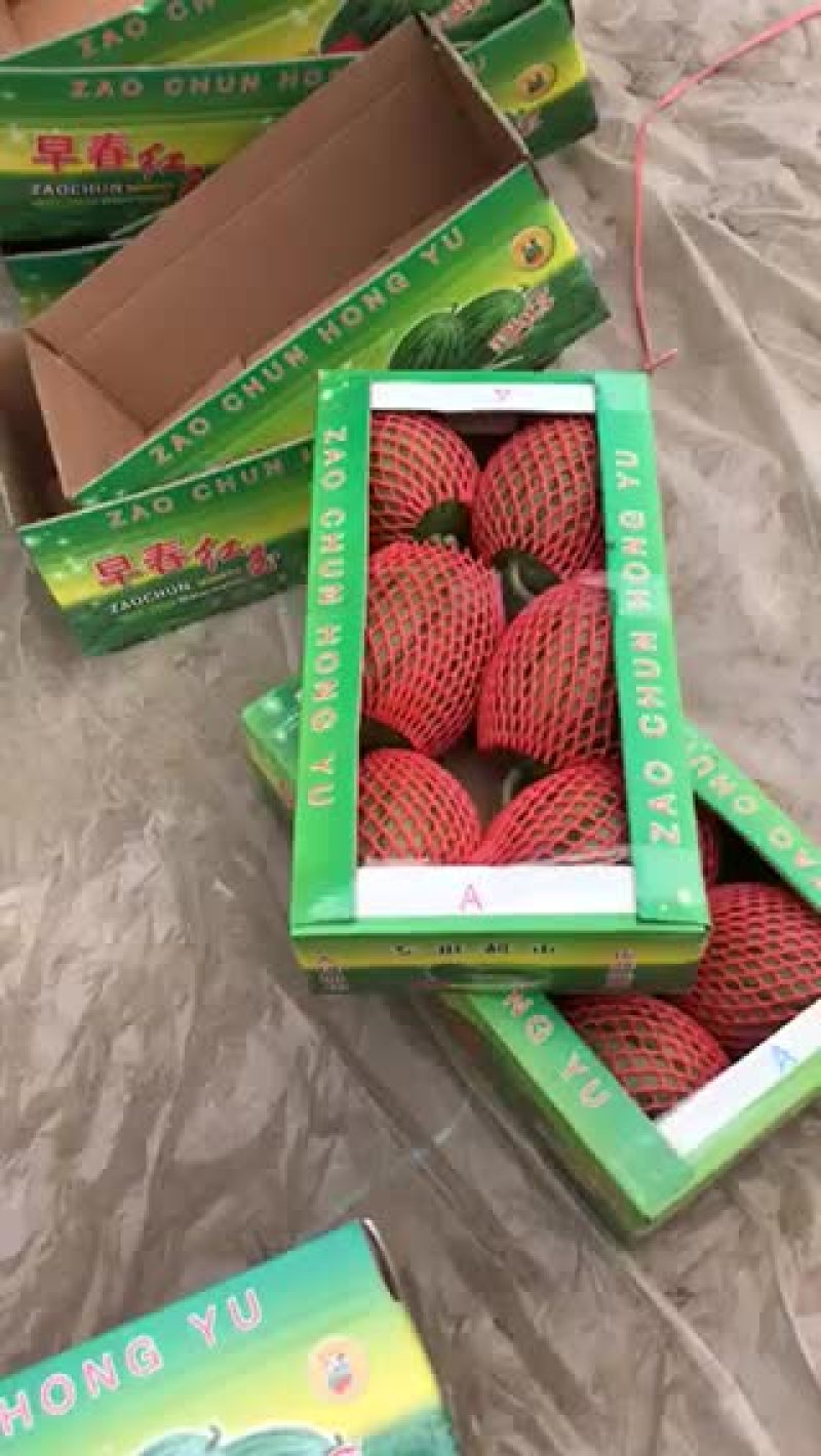 早春红玉3斤打底8成熟1茬