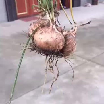 藏红花种球