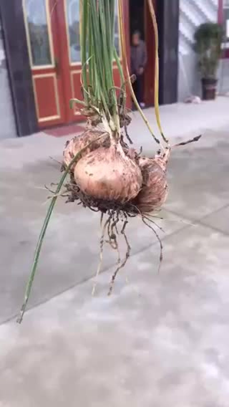 藏红花种球