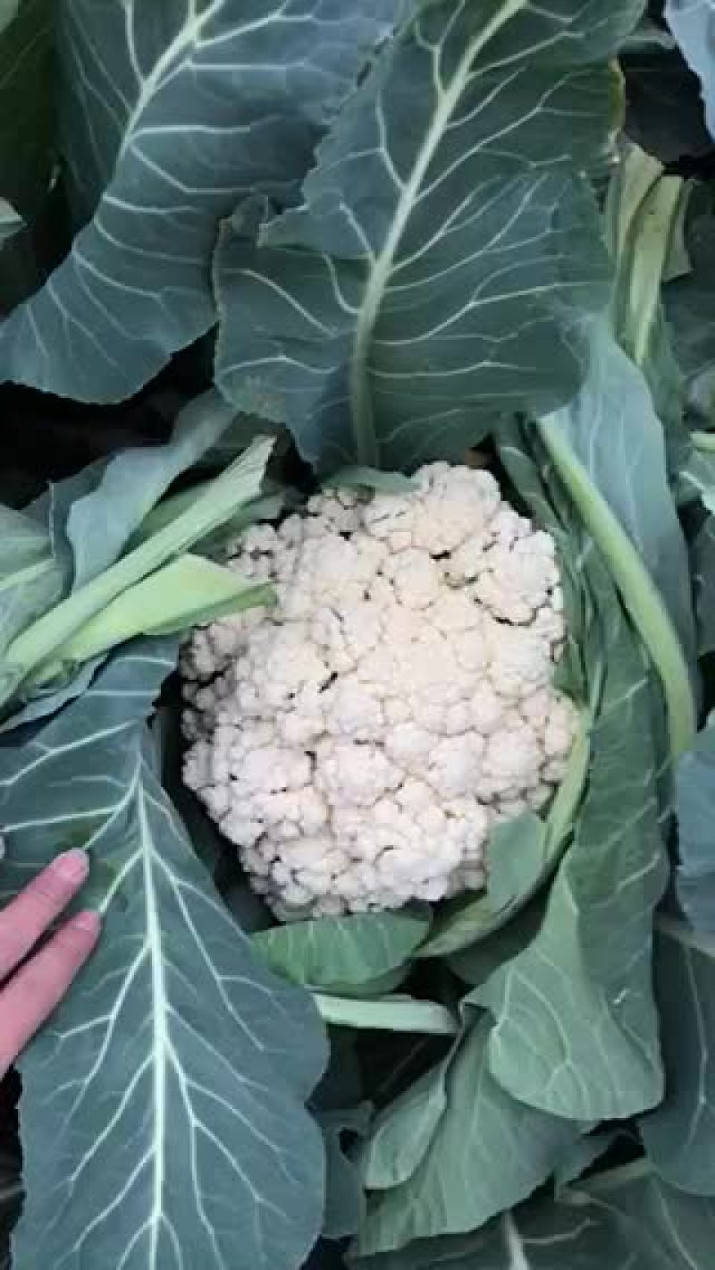 有机花菜