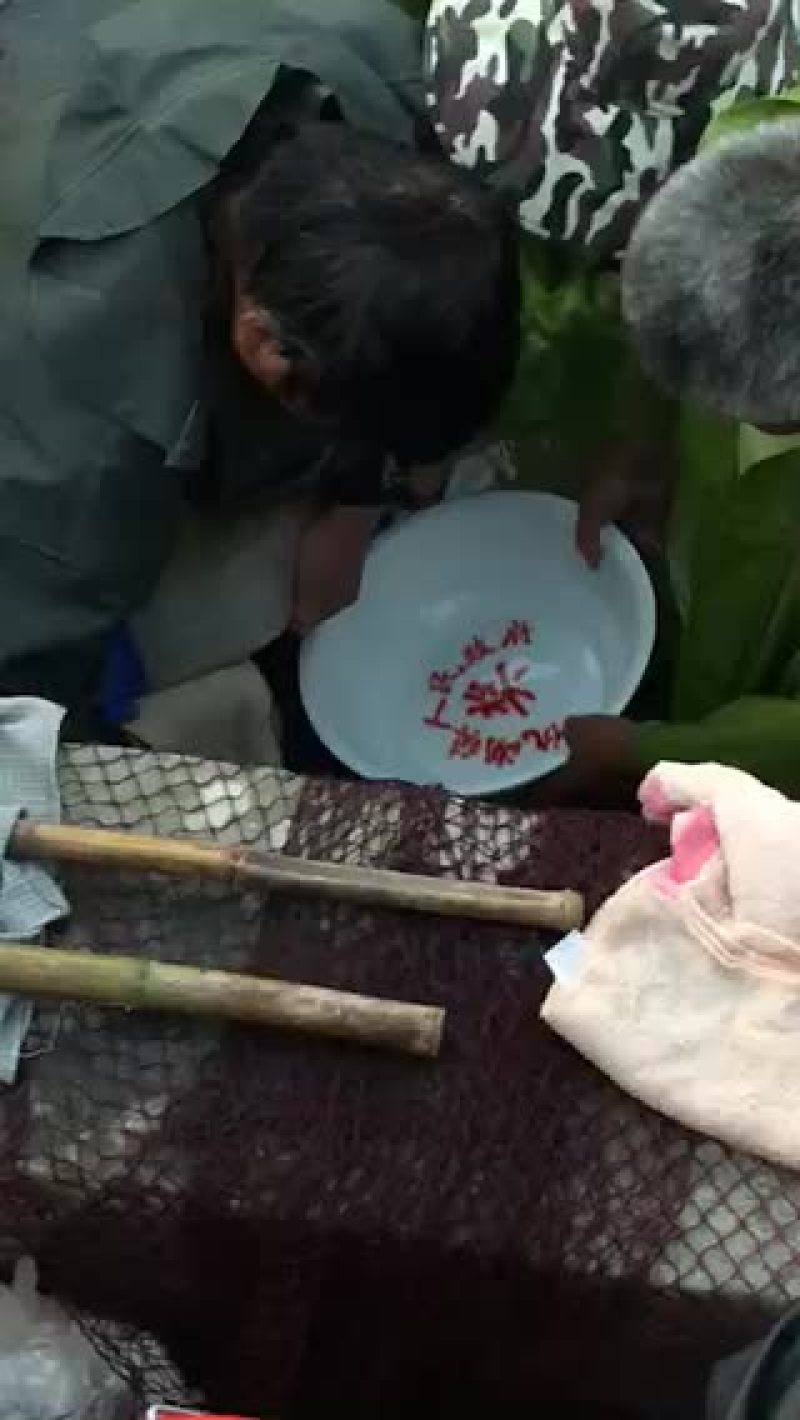 花白鲢鱼草鱼鳊鱼水花开始供货