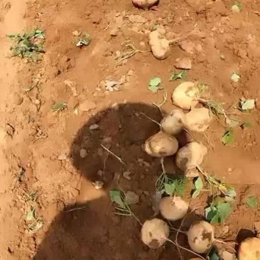 豆薯