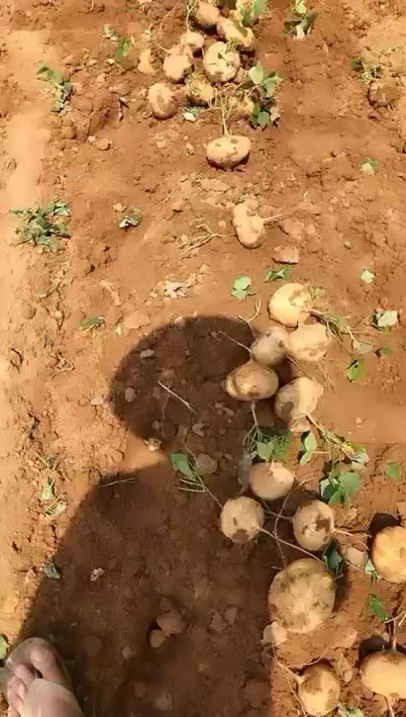 豆薯