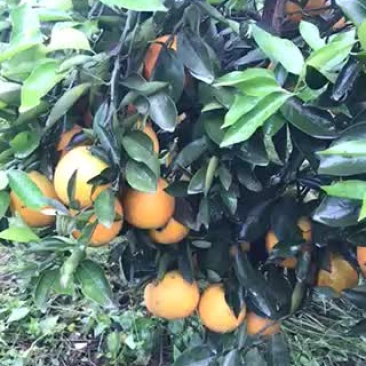 夏橙
