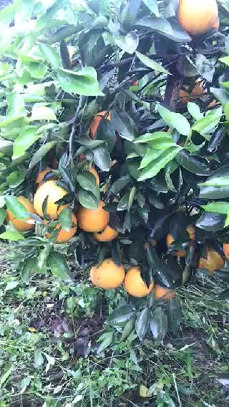 夏橙