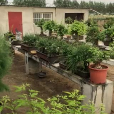 盆景，木瓜，梨树，黄荆，对尖，黑松紫薇等