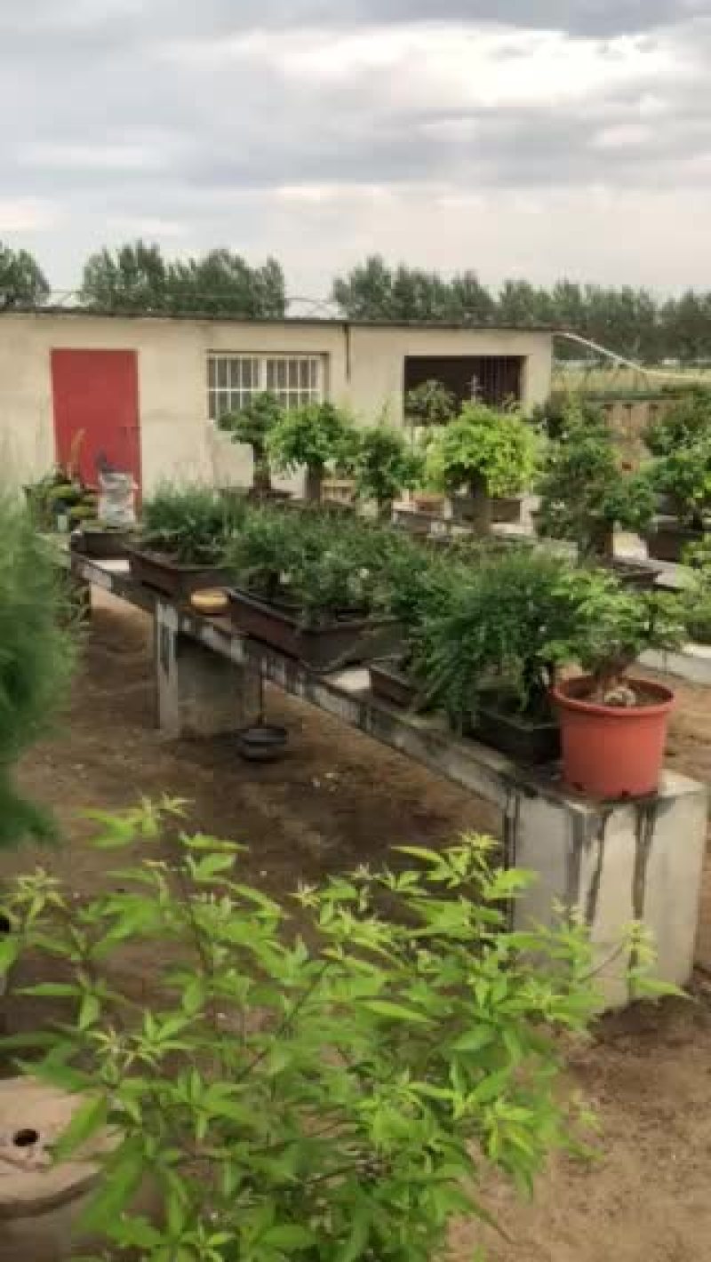 盆景，木瓜，梨树，黄荆，对尖，黑松紫薇等
