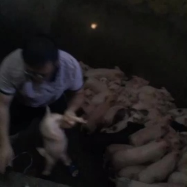 本地白猪