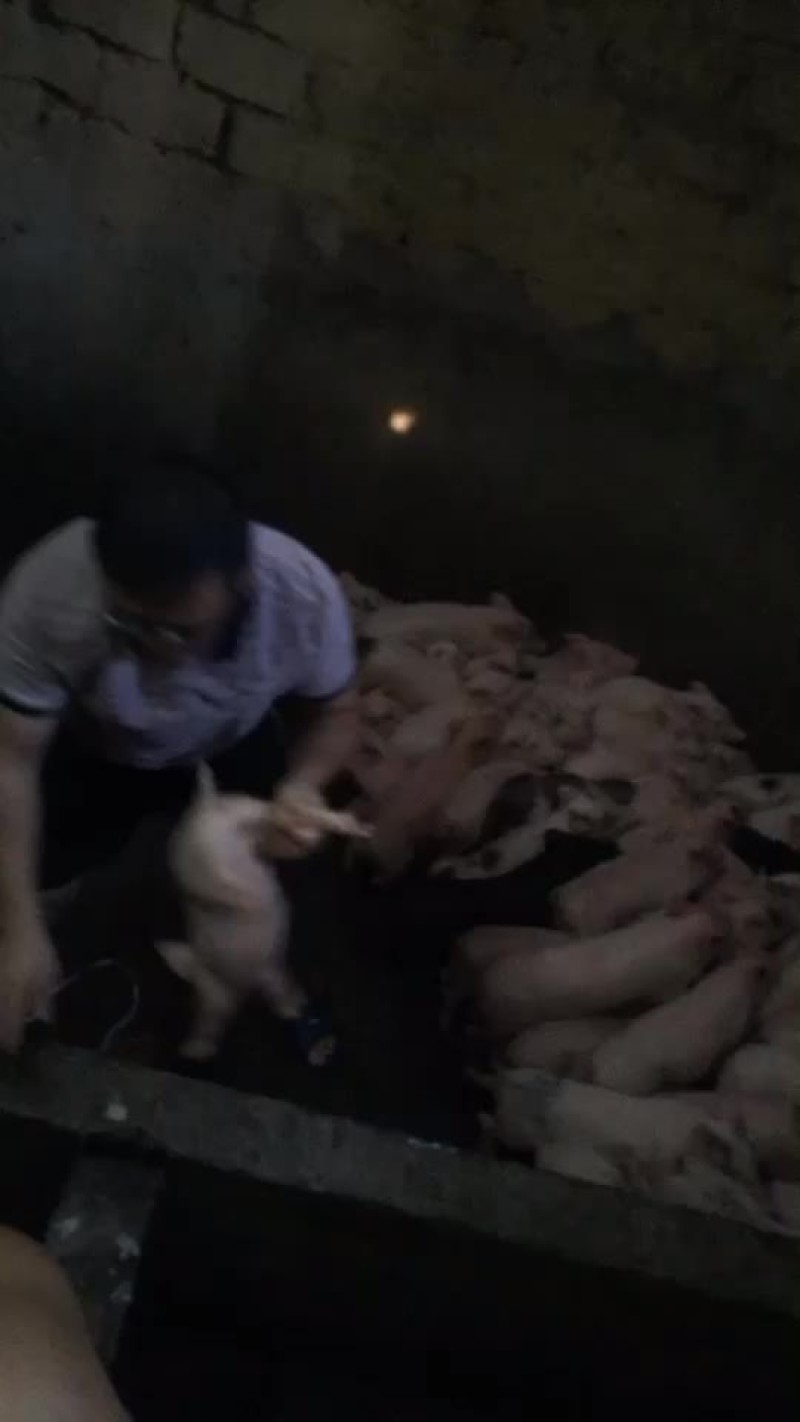 本地白猪