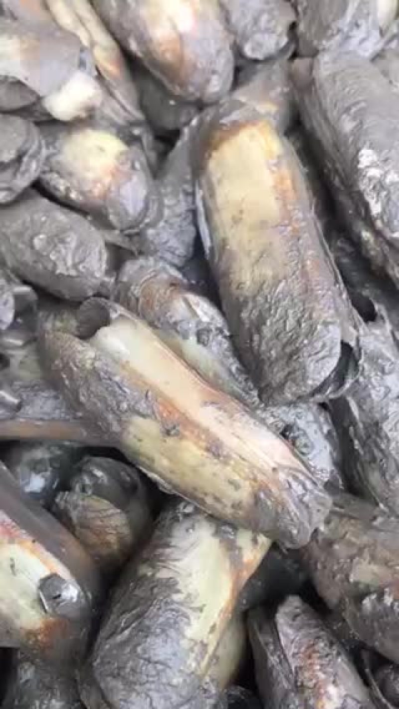 双头蛏
