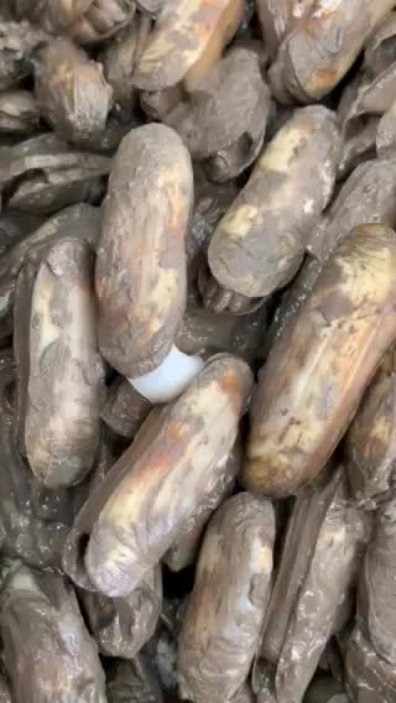 双头蛏