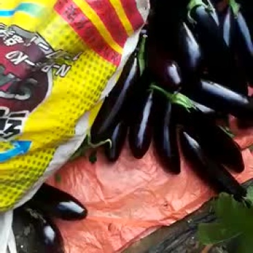 精品长茄765批发大量好茄子