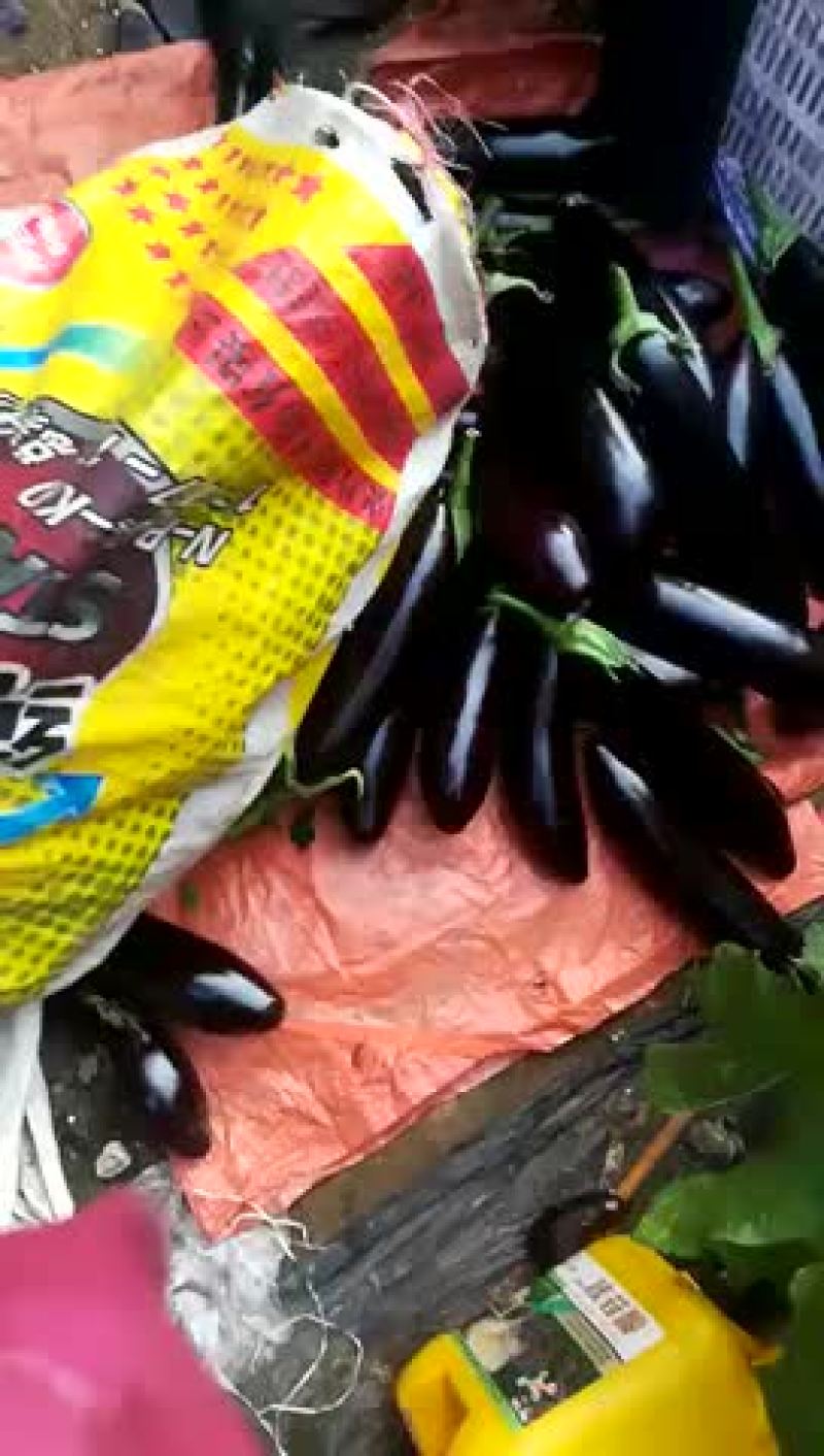 精品长茄765批发大量好茄子