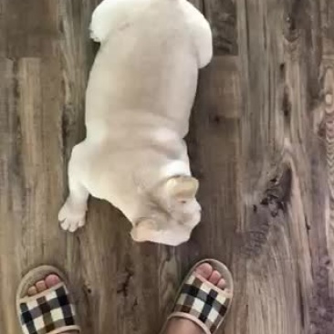 出售法国斗牛犬