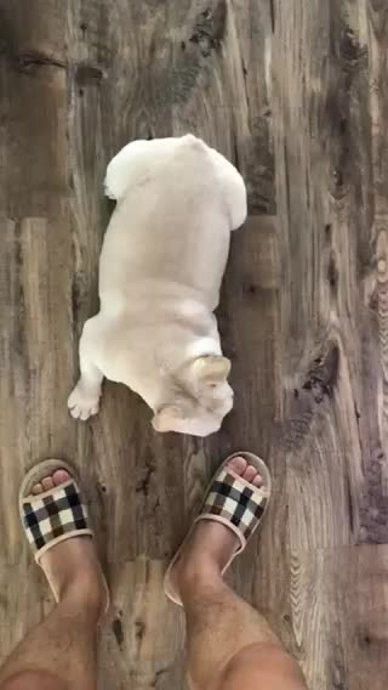 出售法国斗牛犬