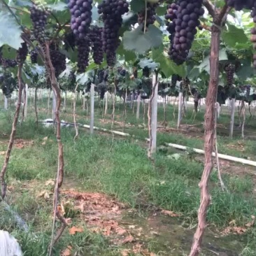 早夏葡萄
