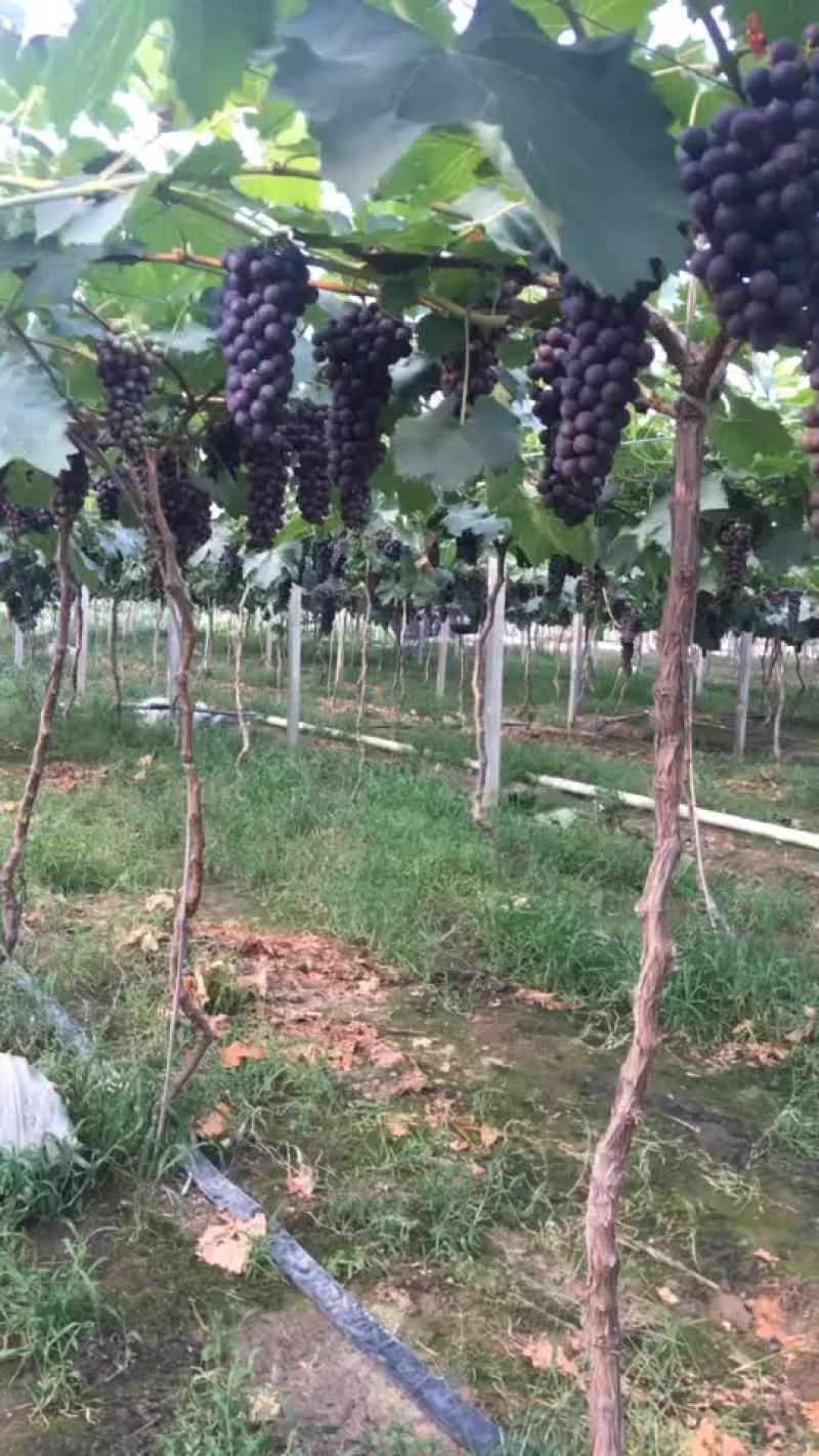 早夏葡萄