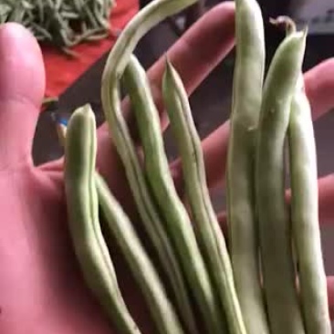 四季豆