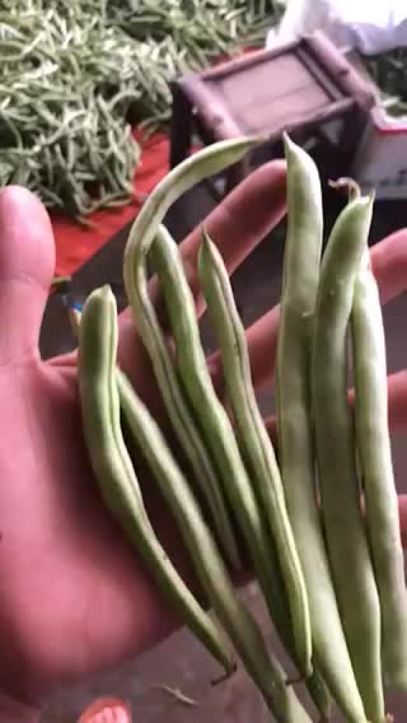 四季豆