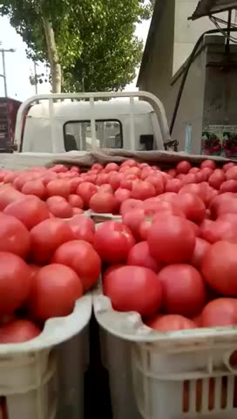 冷棚西红柿🍅大量下来了……要的联系