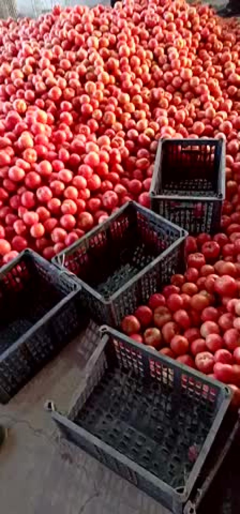 精品西红柿大量现货供应中有需要的老板联系我价格随行就市质