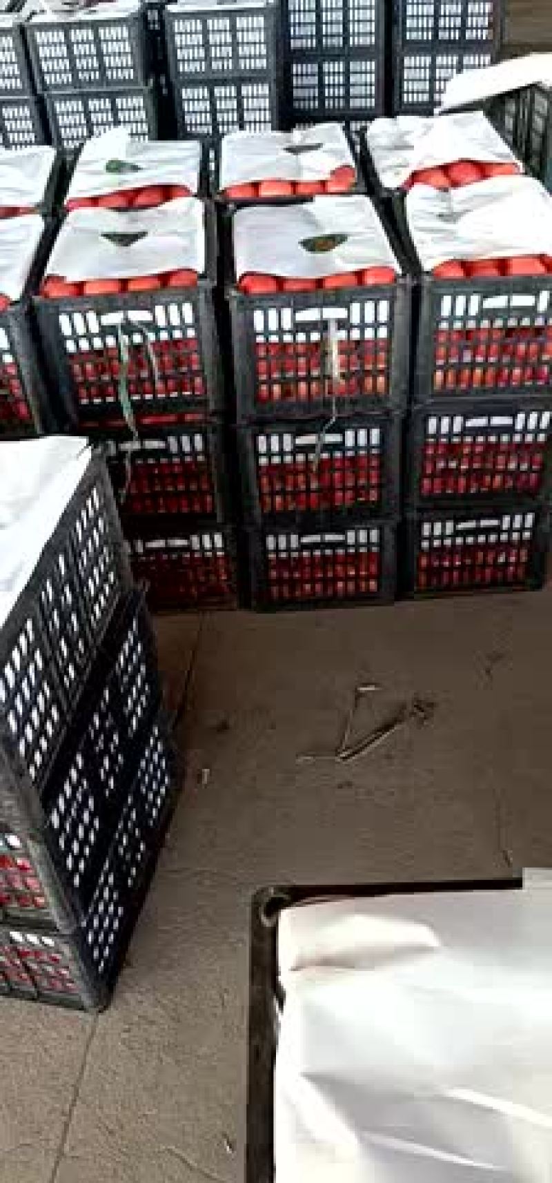 精品西红柿大量现货供应中有需要的老板联系我价格随行就市质