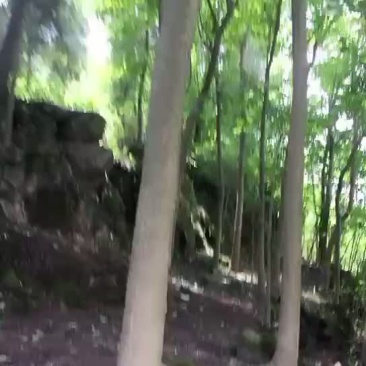杜仲