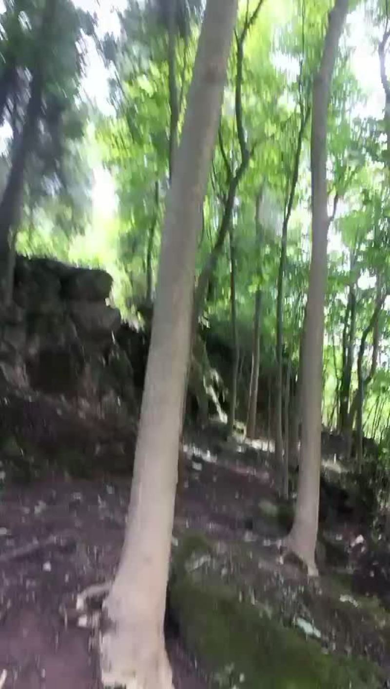杜仲