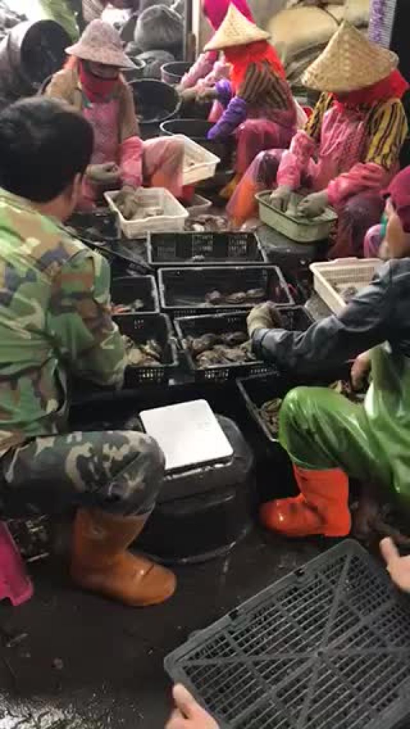 扇贝鲍鱼自产自销无中间商