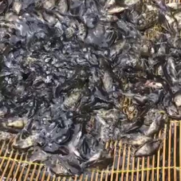 桂鱼.鸭嘴
