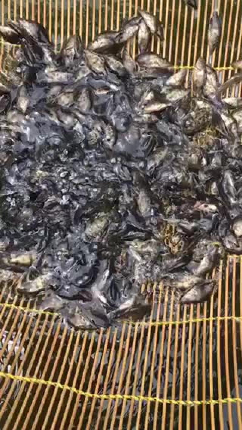 桂鱼.鸭嘴