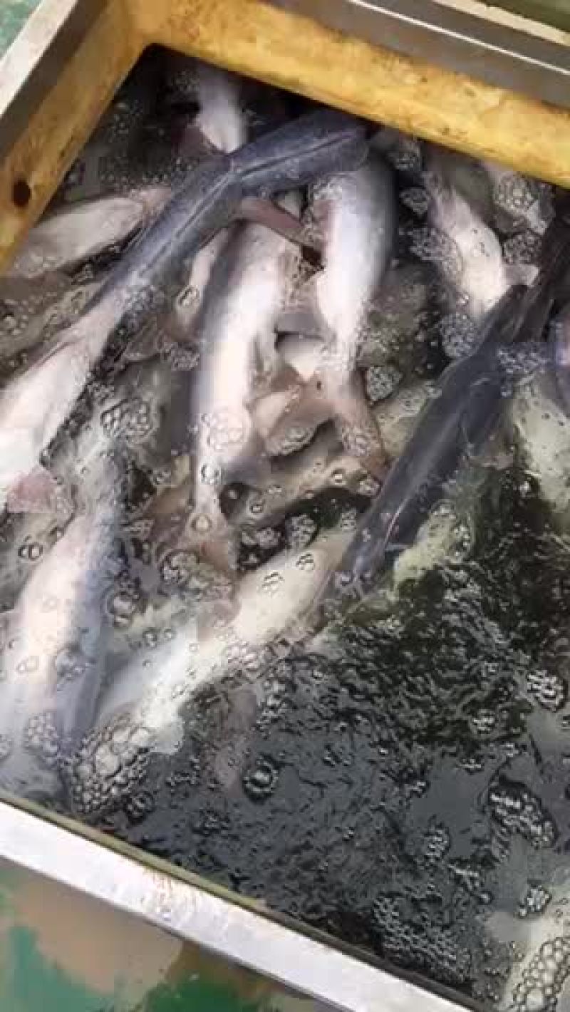 桂鱼.鸭嘴
