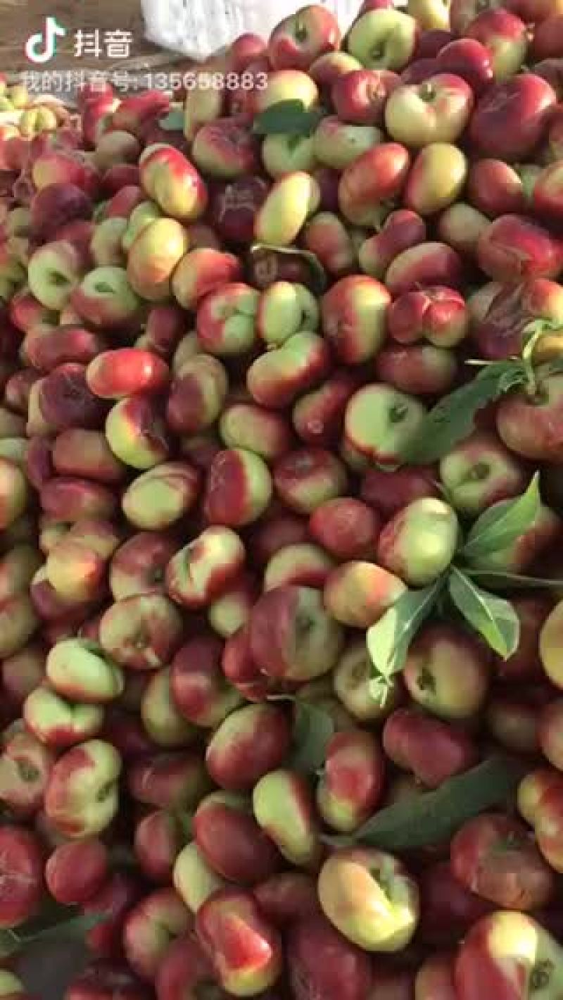 明月小蟠桃