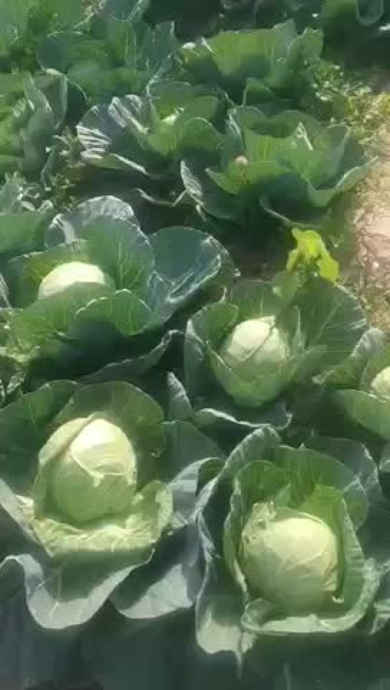 甘蓝