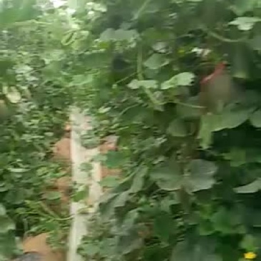西周密