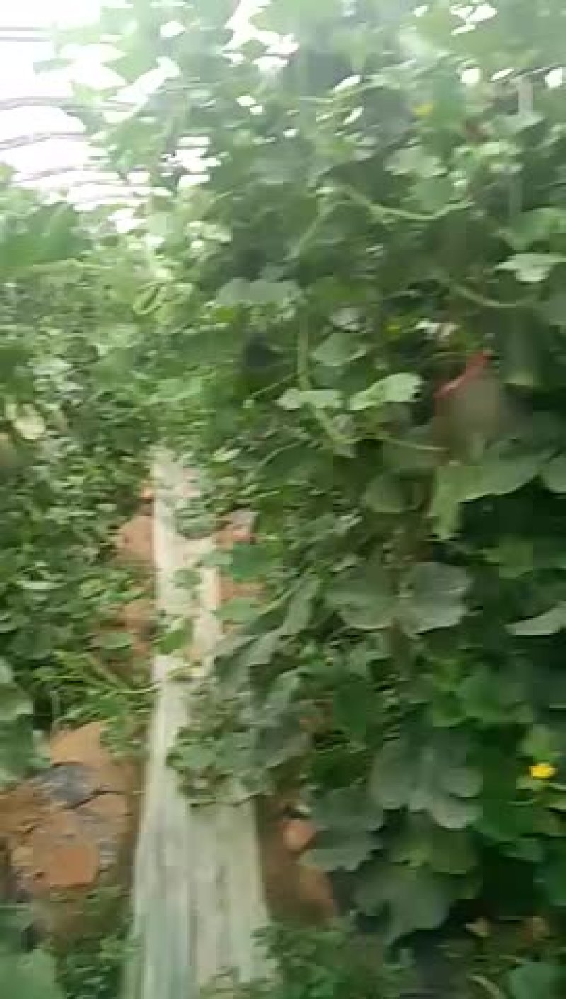 西周密