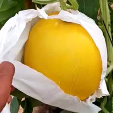 九红瑞
