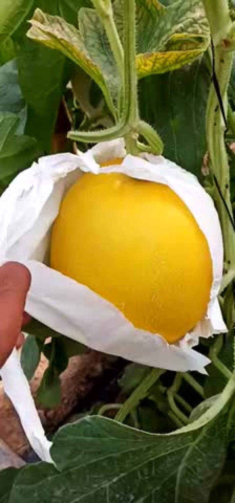 九红瑞