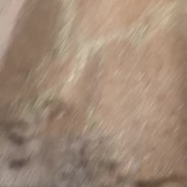 优质小麦