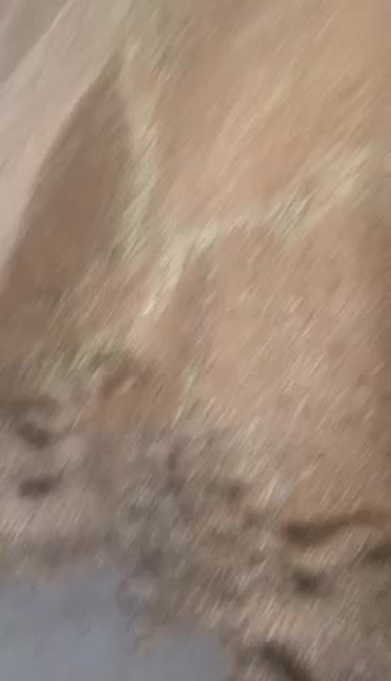 优质小麦