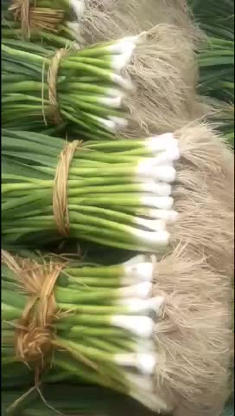 大量出售青蒜苗