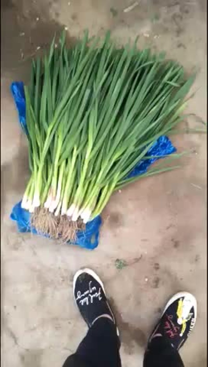 大量出售青蒜苗